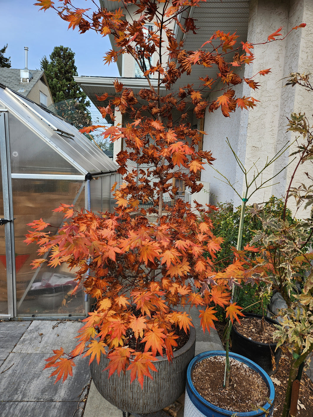 Acer shirasawanum 'Autumn Moon'