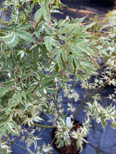 Load image into Gallery viewer, Acer palmatum &#39;Butterfly&#39;
