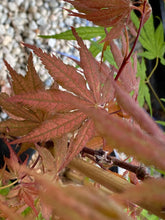 Load image into Gallery viewer, Acer palmatum &#39;Baby Ghost&#39;
