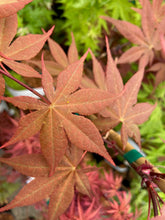 Load image into Gallery viewer, Acer palmatum &#39;Baby Ghost&#39;
