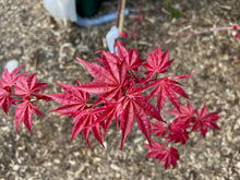 Load image into Gallery viewer, Acer palmatum &#39;Beni komachi&#39;

