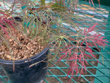 Load image into Gallery viewer, Acer palmatum dissectum &#39;Beni kumo no su&#39;
