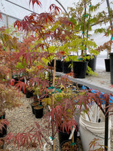 Load image into Gallery viewer, Acer palmatum &#39;Beni otake&#39;
