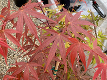 Load image into Gallery viewer, Acer palmatum &#39;Beni otake&#39;
