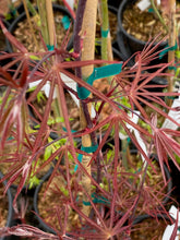 Load image into Gallery viewer, Acer palmatum &#39;Beni otake&#39;
