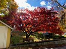 Load image into Gallery viewer, Acer palmatum (green/smooth/seedling Japanese maple)
