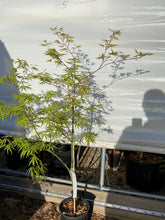 Load image into Gallery viewer, Acer palmatum &#39;Blonde Beauty&#39;
