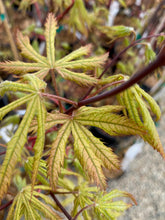 Load image into Gallery viewer, Acer palmatum &#39;Blonde Beauty&#39;
