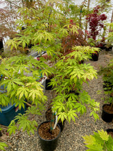 Load image into Gallery viewer, Acer palmatum &#39;Blonde Beauty&#39;
