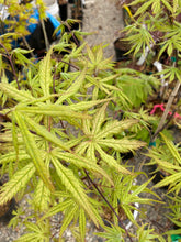 Load image into Gallery viewer, Acer palmatum &#39;Blonde Beauty&#39;
