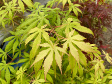 Load image into Gallery viewer, Acer palmatum &#39;Blonde Beauty&#39;
