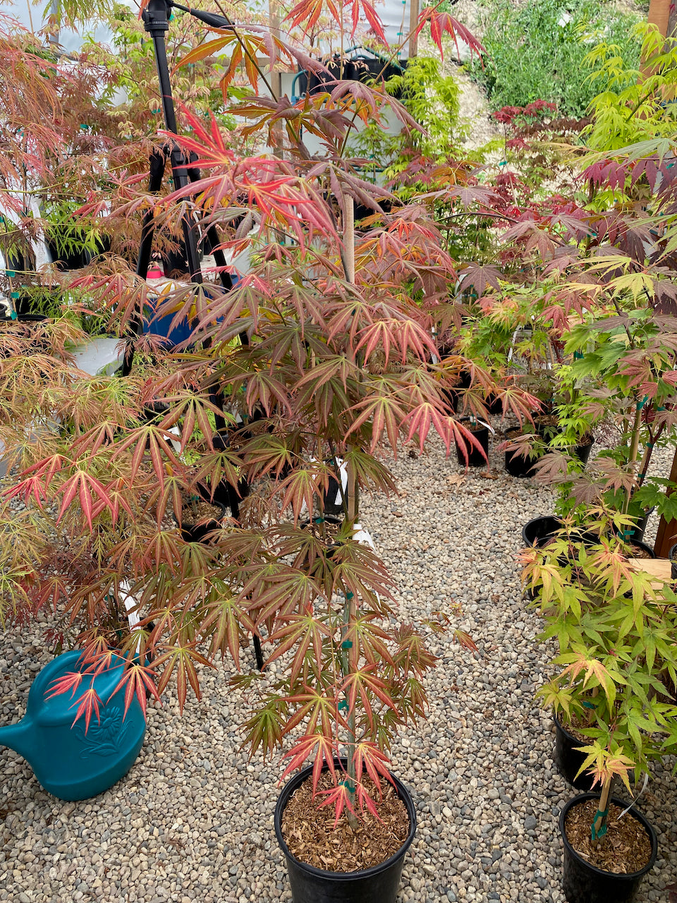 Acer shirasawanum 'Bronze Age'