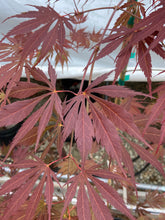 Load image into Gallery viewer, Acer palmatum &#39;Burgundy Lace&#39;
