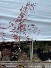Load image into Gallery viewer, Acer palmatum &#39;Burgundy Lace&#39;
