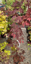 Load image into Gallery viewer, Acer palmatum &#39;Burgundy Lace&#39;
