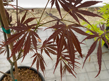 Load image into Gallery viewer, Acer palmatum &#39;Burgundy Lace&#39;
