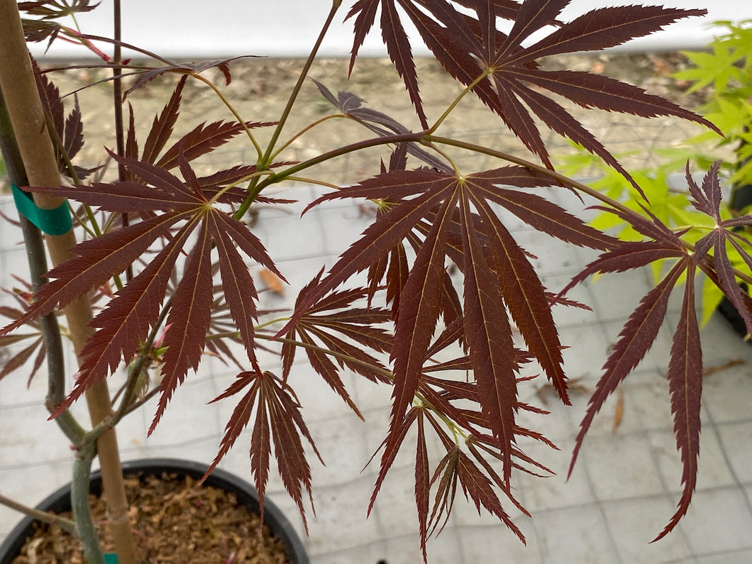 Acer palmatum 'Burgundy Lace'