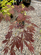 Load image into Gallery viewer, Acer palmatum &#39;Burgundy Lace&#39;
