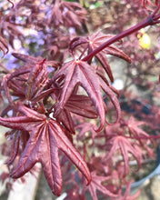Load image into Gallery viewer, Acer palmatum &#39;Peve Starfish&#39;
