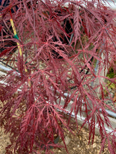 Load image into Gallery viewer, Acer palmatum dissectum &#39;Crimson Queen&#39;
