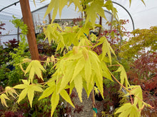 Load image into Gallery viewer, Acer palmatum &#39;Yellow Cascade&#39;
