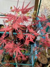 Load image into Gallery viewer, Acer palmatum &#39;Celebration&#39;
