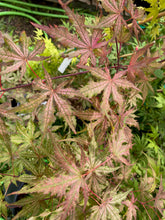 Load image into Gallery viewer, Acer palmatum &#39;Celebration&#39;
