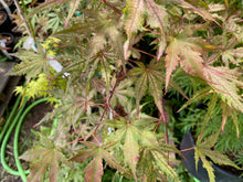 Load image into Gallery viewer, Acer palmatum &#39;Celebration&#39;
