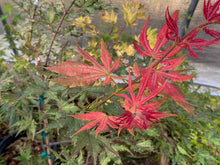 Load image into Gallery viewer, Acer palmatum &#39;Celebration&#39;
