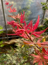 Load image into Gallery viewer, Acer palmatum &#39;Celebration&#39;
