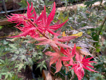 Load image into Gallery viewer, Acer palmatum &#39;Celebration&#39;
