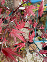 Load image into Gallery viewer, Acer palmatum &#39;Celebration&#39;
