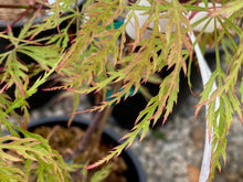 Load image into Gallery viewer, Acer palmatum dissectum &#39;Chantilly Lace&#39;
