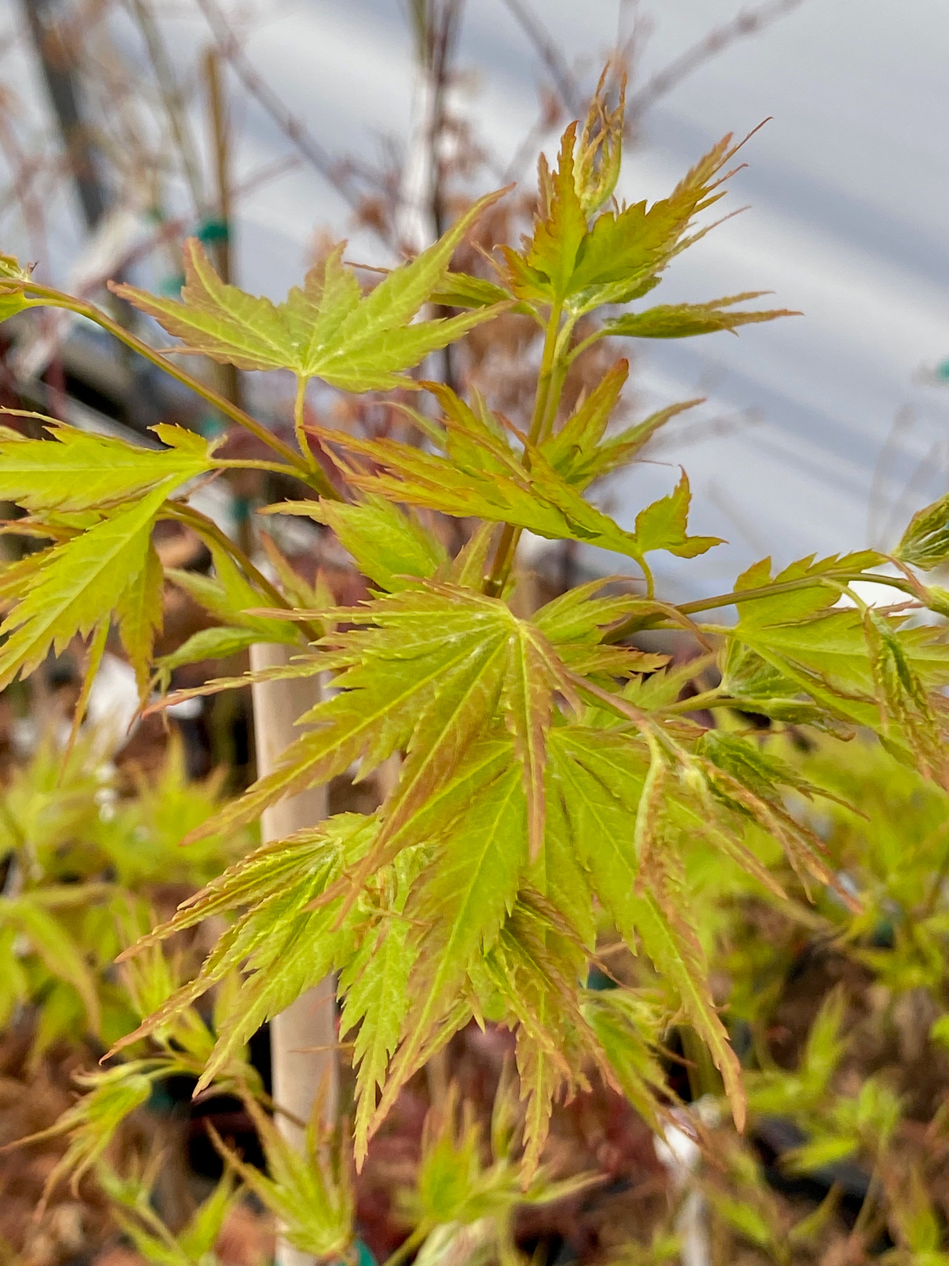 Acer palmatum 'Chiri hime' – Simply Japanese Maples