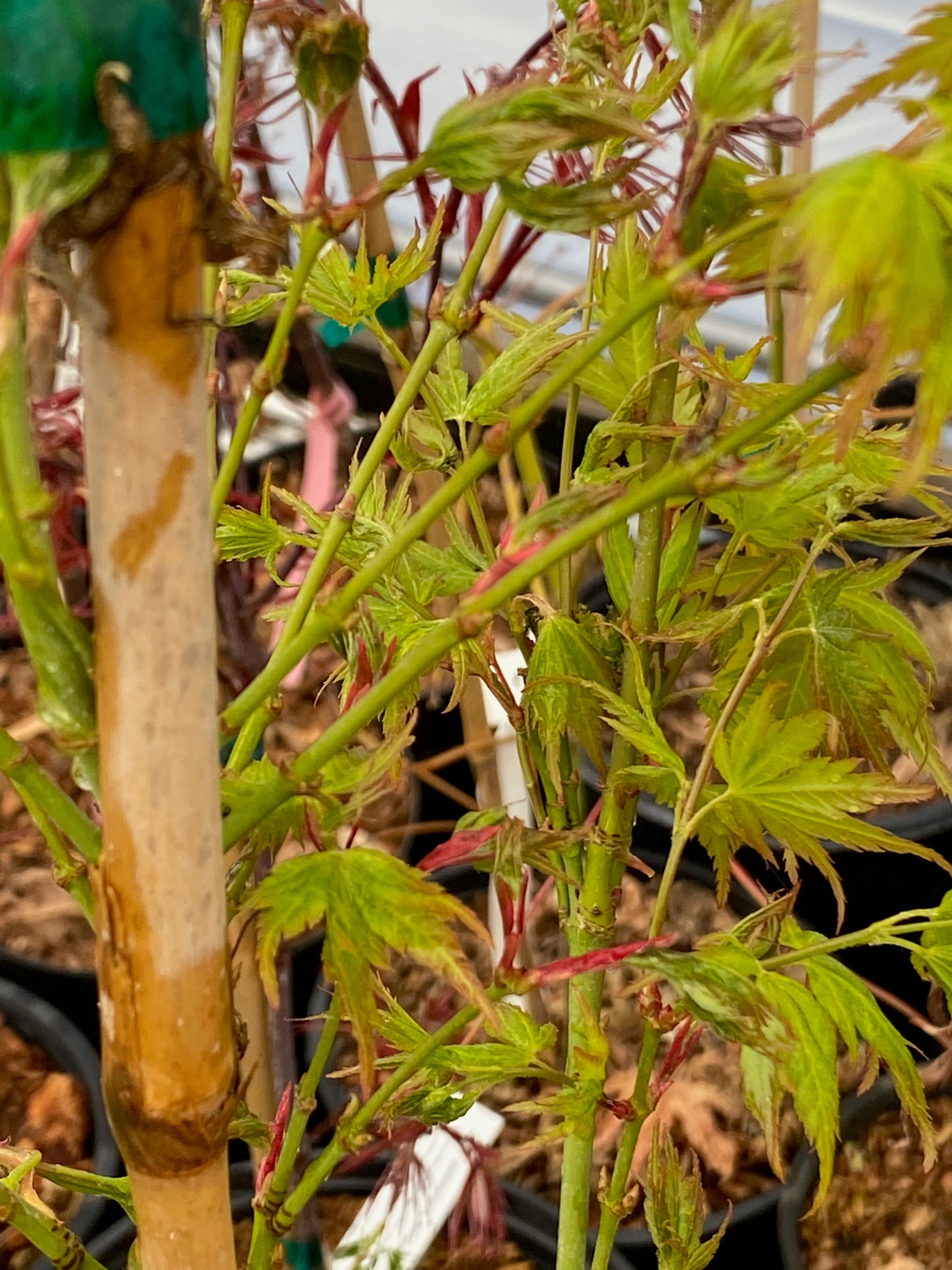 Acer palmatum 'Chiri hime' – Simply Japanese Maples