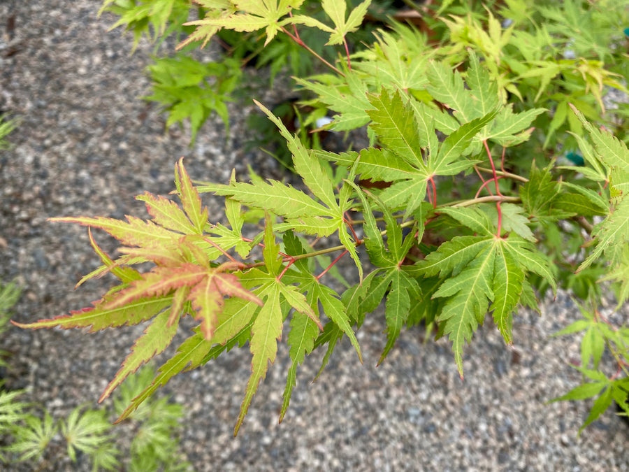 Acer palmatum 'Chiri hime' – Simply Japanese Maples