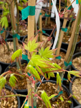 Load image into Gallery viewer, Acer palmatum &#39;Chuguji&#39;
