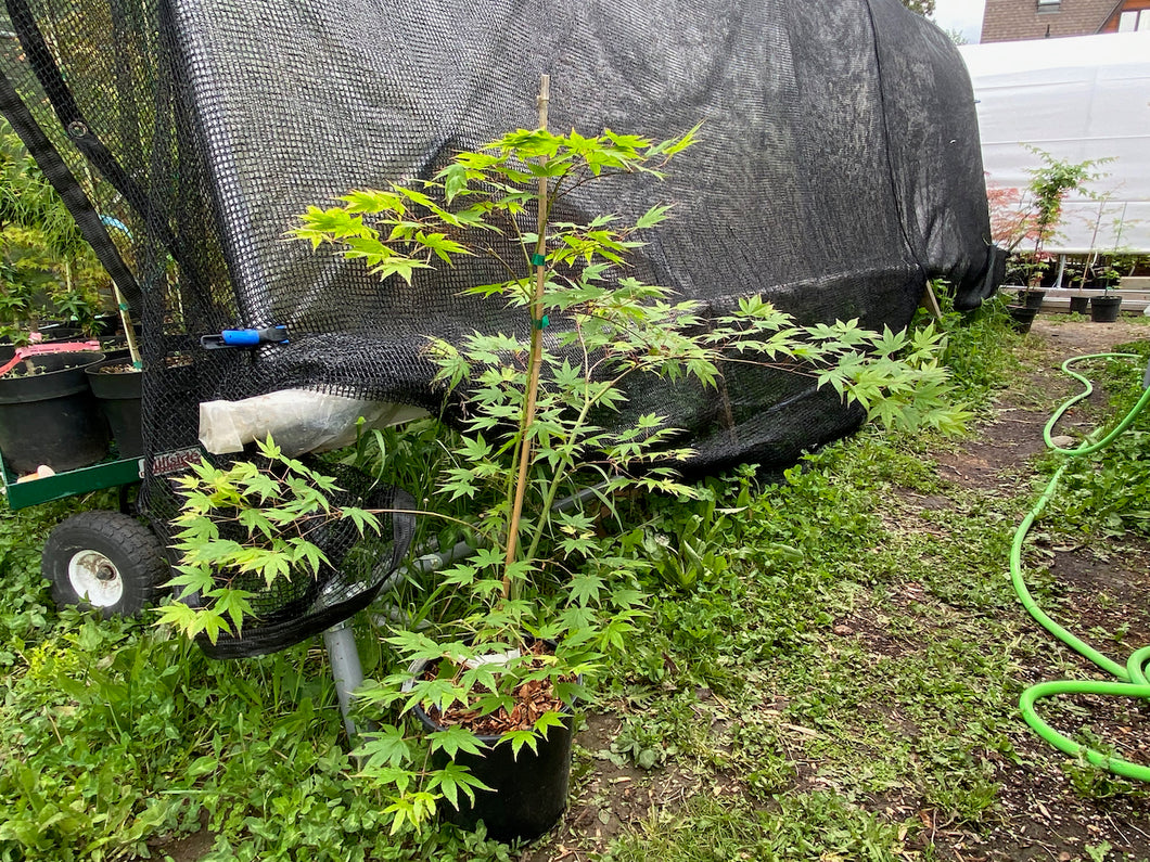 Acer palmatum 'Chuguji'