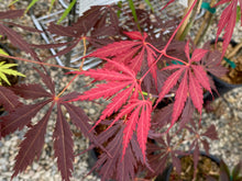 Load image into Gallery viewer, Acer palmatum &#39;Crimson Carole&#39;
