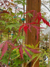 Load image into Gallery viewer, Acer palmatum &#39;Crimson Carole&#39;
