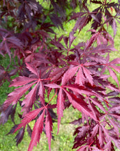 Load image into Gallery viewer, Acer palmatum &#39;Crimson Carole&#39;
