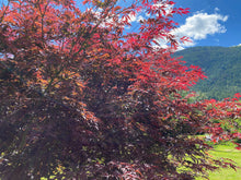 Load image into Gallery viewer, Acer palmatum &#39;Crimson Carole&#39;
