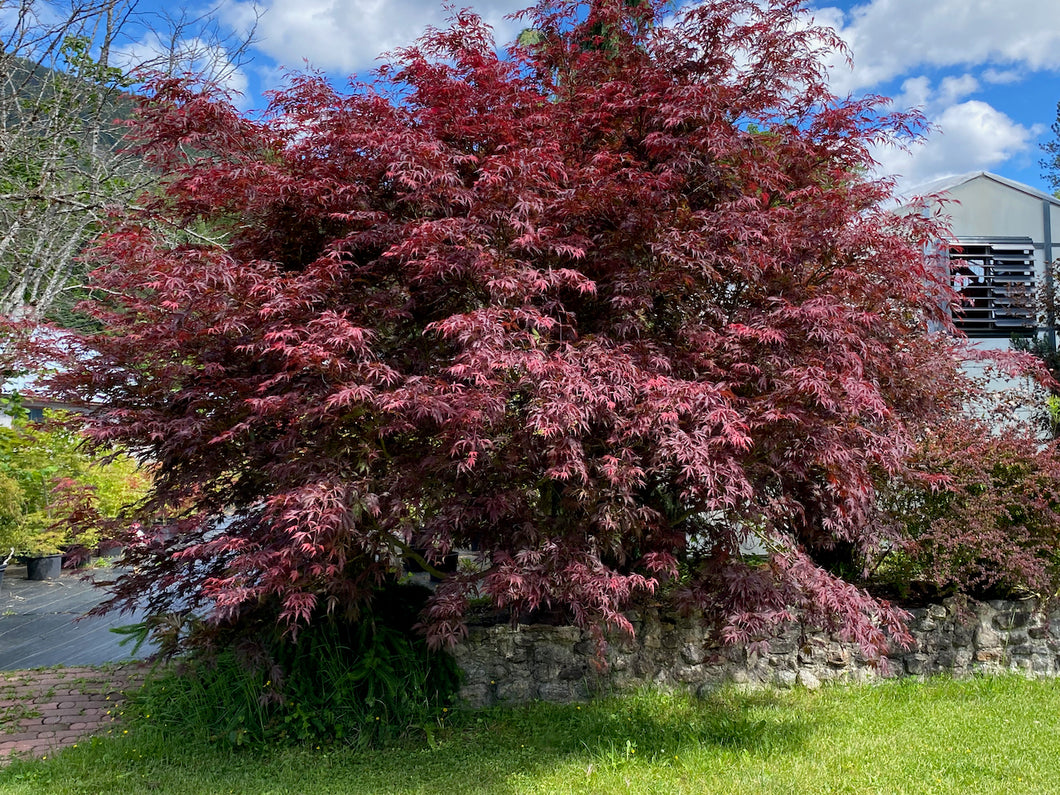 Acer palmatum 'Crimson Carole'