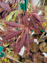 Load image into Gallery viewer, Acer palmatum &#39;Crimson Carole&#39;
