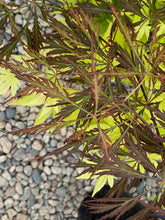 Load image into Gallery viewer, Acer palmatum dissectum &#39;Crimson Princess&#39;
