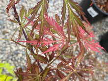 Load image into Gallery viewer, Acer palmatum dissectum &#39;Crimson Princess&#39;
