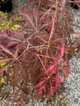 Load image into Gallery viewer, Acer palmatum dissectum &#39;Crimson Princess&#39;
