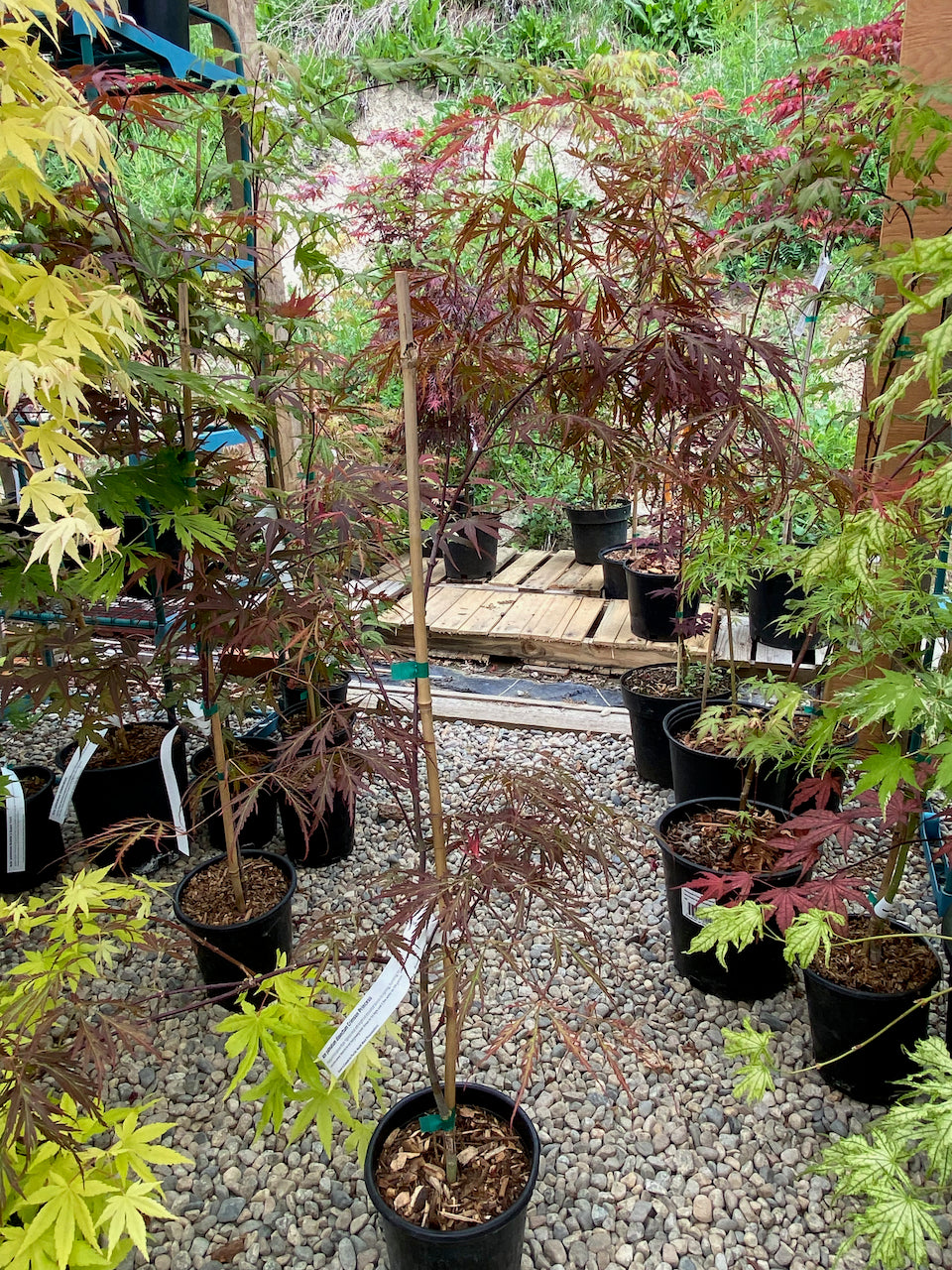 Acer palmatum dissectum 'Crimson Princess'