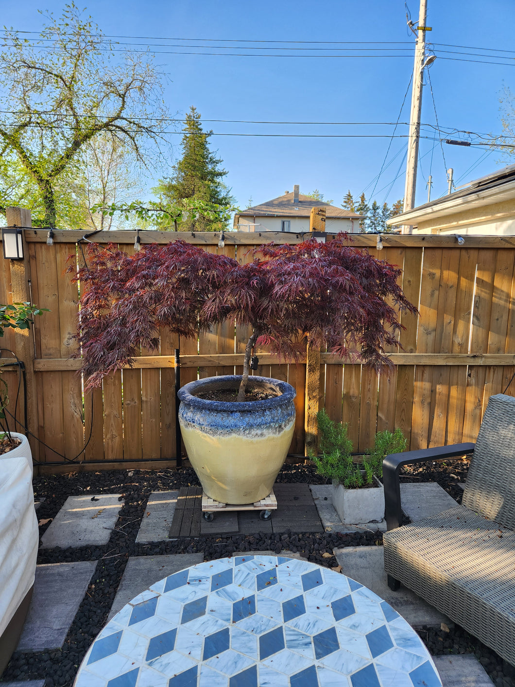 Acer palmatum dissectum 'Crimson Queen'