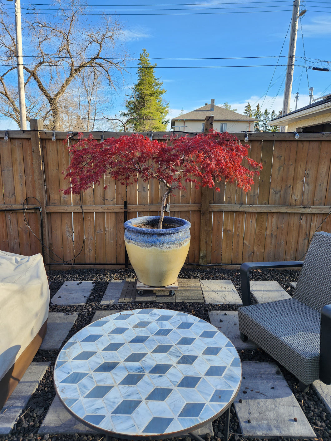 Acer palmatum dissectum 'Crimson Queen'